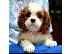 PoulaTo: Cavalier King Charles spaniel - blenheim και tricolor